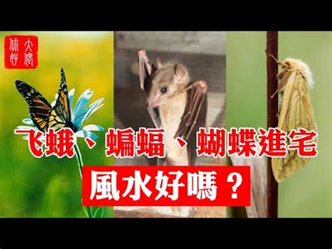 陽台有蟬|【陽台有蟬】陽台有蟬大合唱！專家教你1招趕不走…只能聽它。